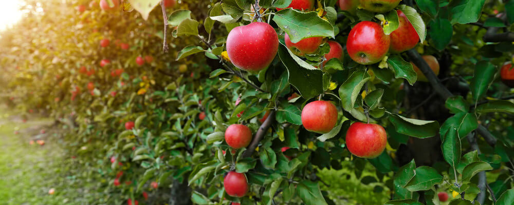 https://blog.orchardattheoffice.com/wp-content/uploads/new-cosmic-crisp-apple-variety.jpg