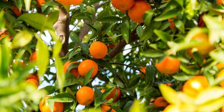 clementine growing season